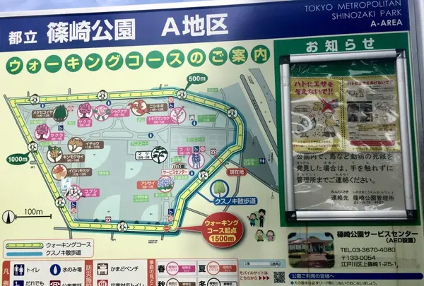 篠崎公園の写真・動画_image_128140