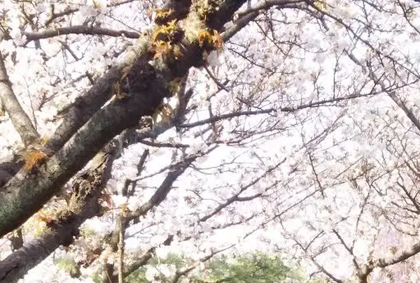 雨宝院の写真・動画_image_128331