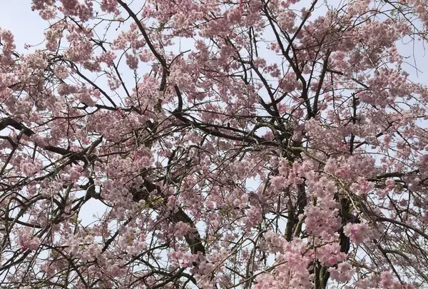 徳佐八幡宮の写真・動画_image_128383