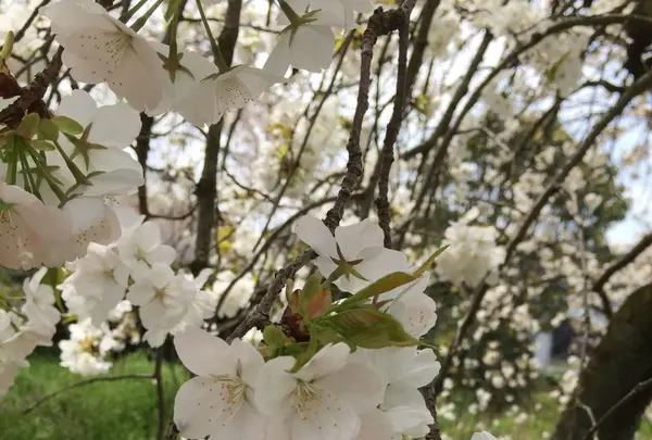 徳佐八幡宮の写真・動画_image_128384