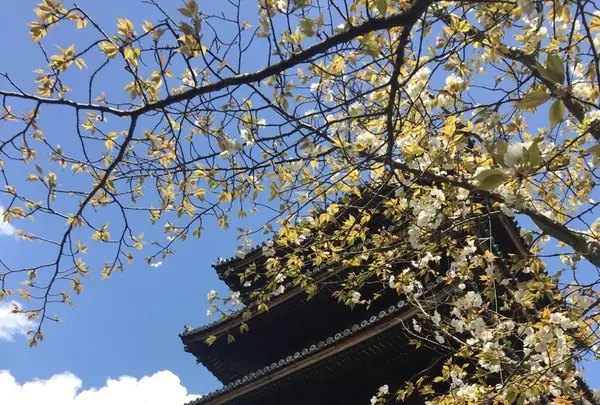 仁和寺の写真・動画_image_128451