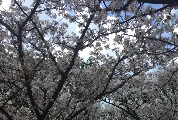 仁和寺の写真・動画_image_128452