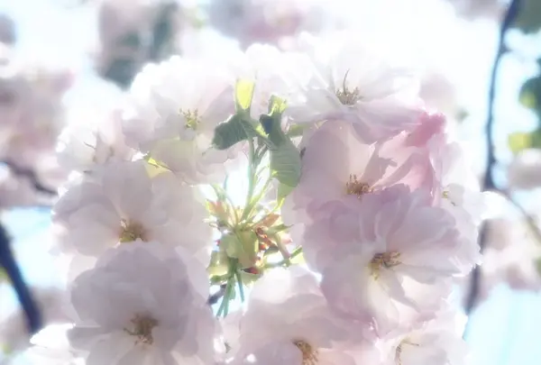 新宿御苑の写真・動画_image_128871