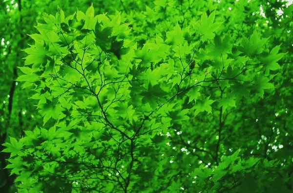 奥入瀬渓流　　の写真・動画_image_128921