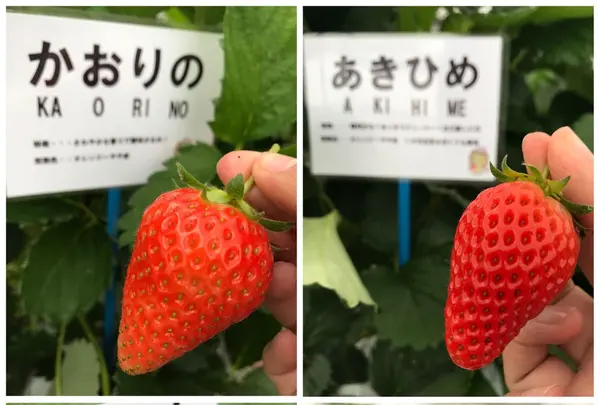 いちご狩り らいおん果実園の写真・動画_image_128980