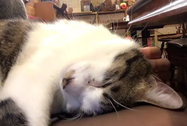 カフェアルルの写真・動画_image_129083