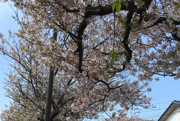 岩殿寺(岩殿観音)の写真・動画_image_129216