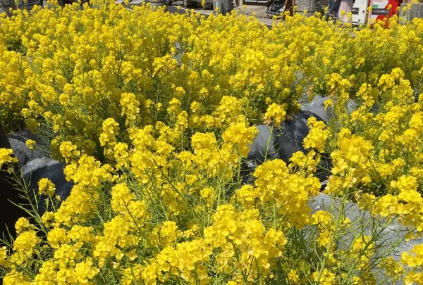 成田（成田山表参道）の写真・動画_image_129491