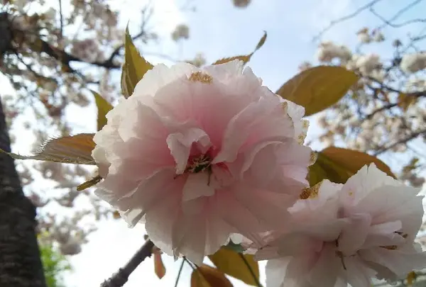 引接寺（ 千本ゑんま堂）の写真・動画_image_129690