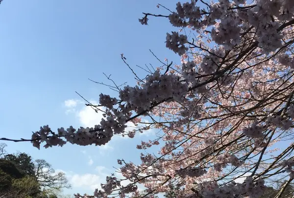 成田山公園の写真・動画_image_130015