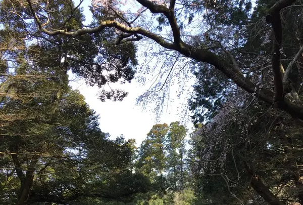 成田山公園の写真・動画_image_130017