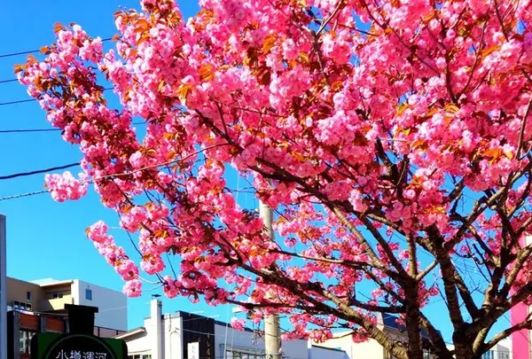 旧手宮線の写真・動画_image_130350