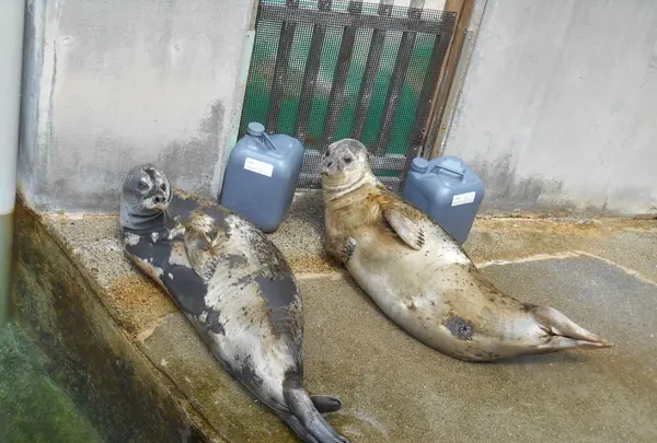 下田海中水族館の写真・動画_image_130414