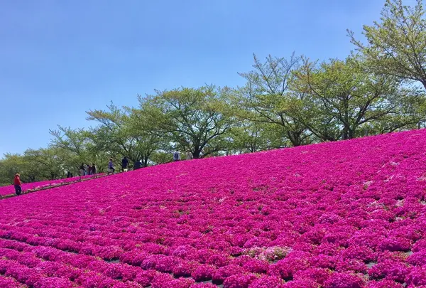 新荒川大橋野球場の写真・動画_image_130444