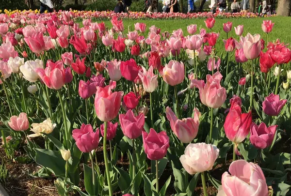 昭和記念公園 渓流広場の写真・動画_image_130449