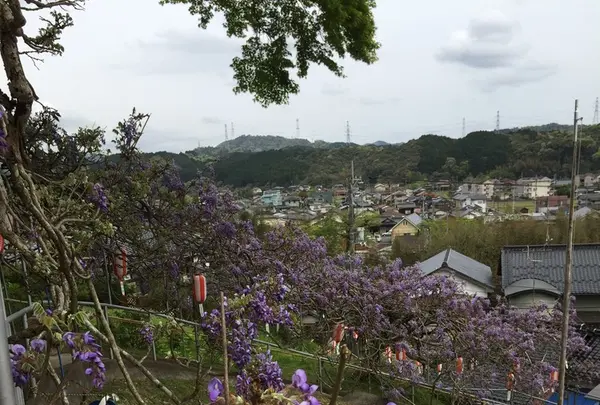 長正司公園 大藤棚の写真・動画_image_130883