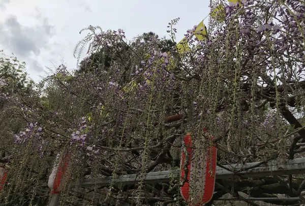 長正司公園 大藤棚の写真・動画_image_130885