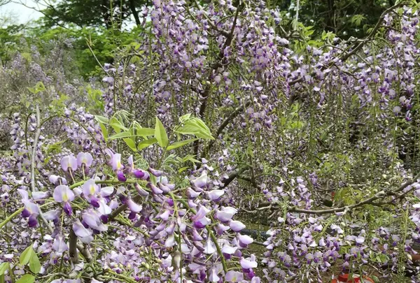長正司公園 大藤棚の写真・動画_image_130886