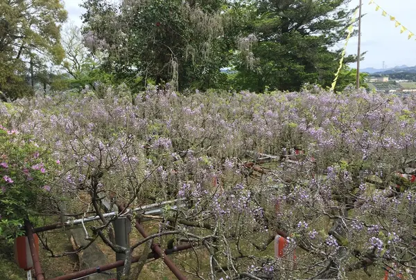 長正司公園 大藤棚の写真・動画_image_130887