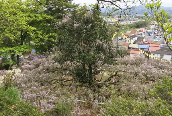 長正司公園 大藤棚の写真・動画_image_130888