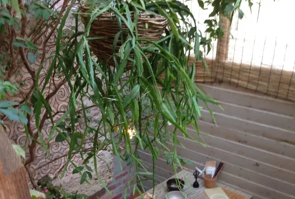 kimidoriの写真・動画_image_130894