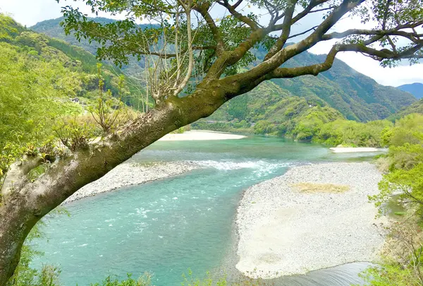 高知アイス売店の写真・動画_image_131015