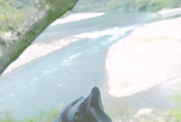 高知アイス売店の写真・動画_image_131018