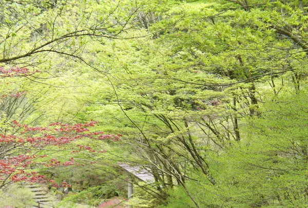 安居渓谷の写真・動画_image_131031