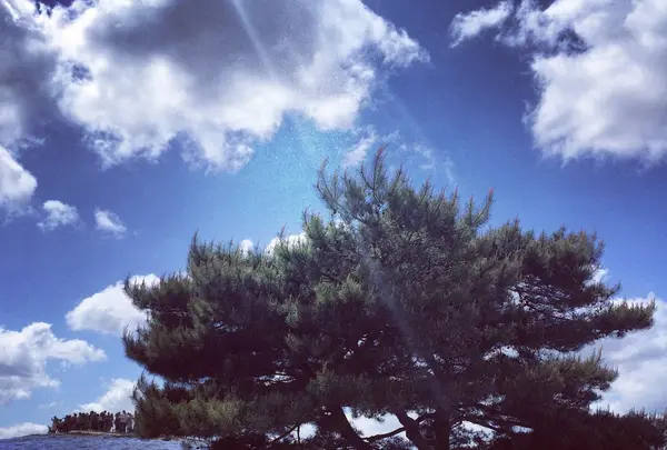 国営ひたち海浜公園の写真・動画_image_131245