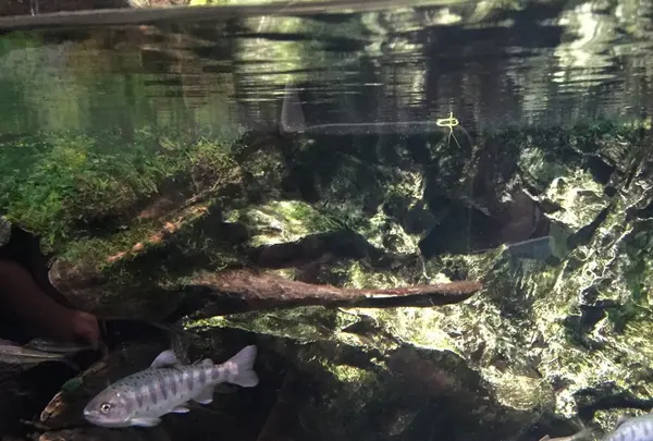 京都水族館の写真・動画_image_131268