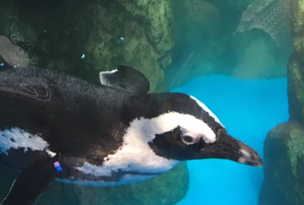 京都水族館の写真・動画_image_131269