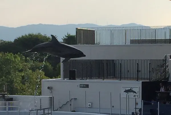 京都水族館の写真・動画_image_131270