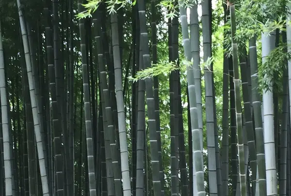 高台寺の写真・動画_image_131274