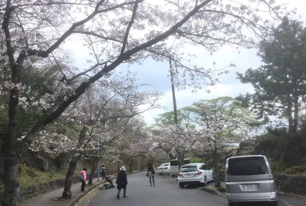 伊豆高原桜並木の写真・動画_image_131413