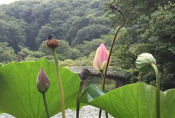 薬師池公園の写真・動画_image_131483