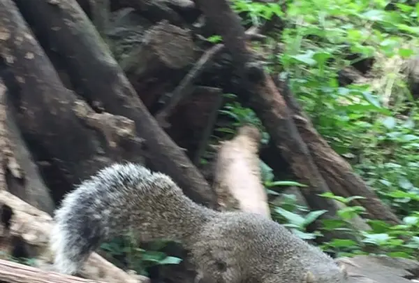 町田リス園の写真・動画_image_131489