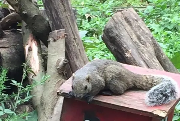 町田リス園の写真・動画_image_131490