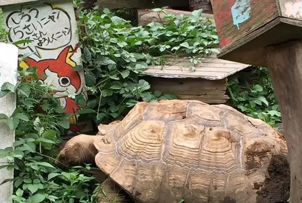 町田リス園の写真・動画_image_131492