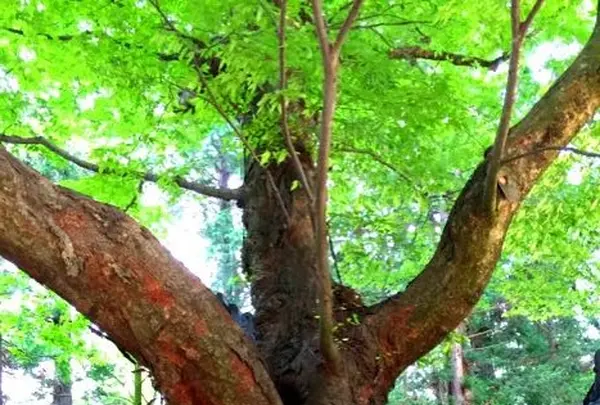 穂高神社の写真・動画_image_131561