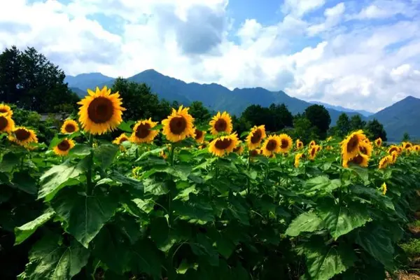 安曇野ちひろ美術館の写真・動画_image_131570