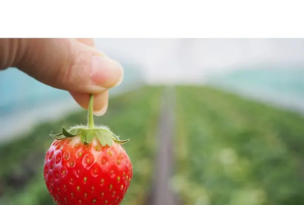 日光花いちもんめの写真・動画_image_131940