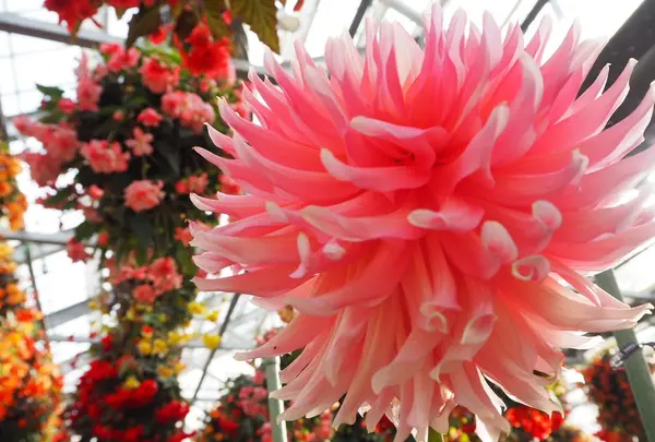 日光花いちもんめの写真・動画_image_131941