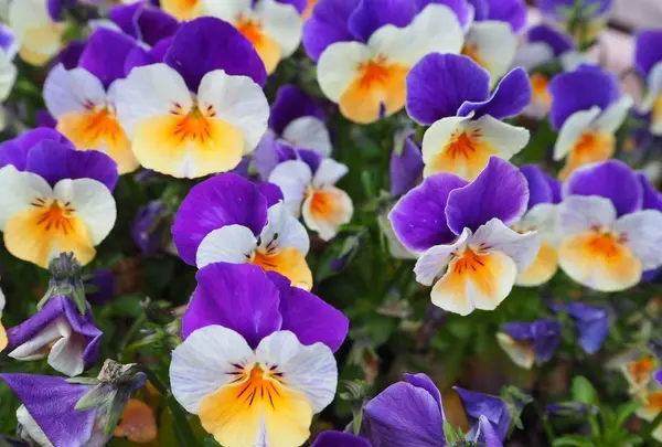 日光花いちもんめの写真・動画_image_131942