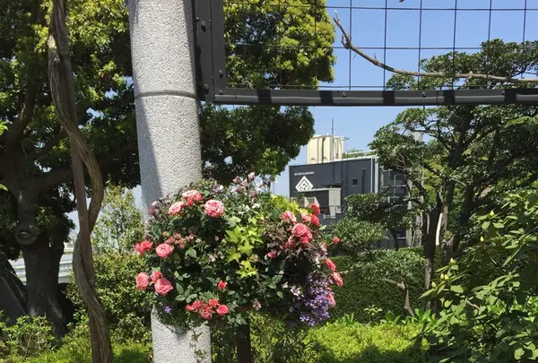 アメリカ山公園の写真・動画_image_131949