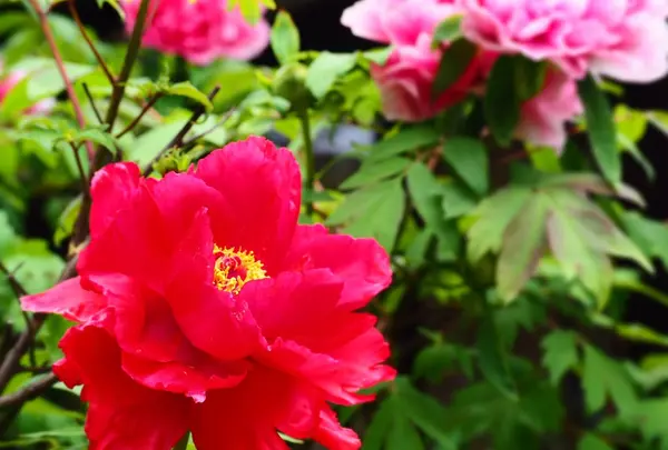 御霊神社の写真・動画_image_131967