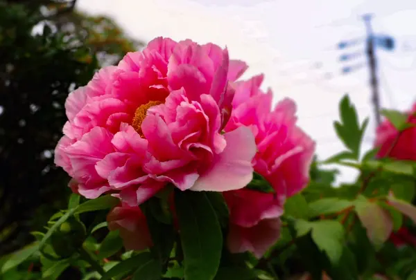 御霊神社の写真・動画_image_131969