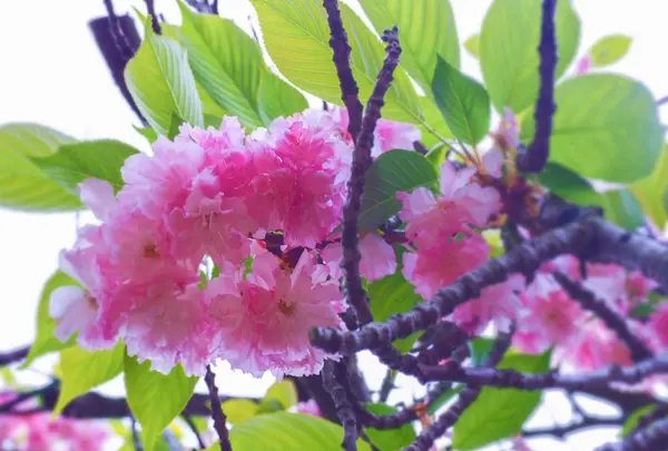 御霊神社の写真・動画_image_131970