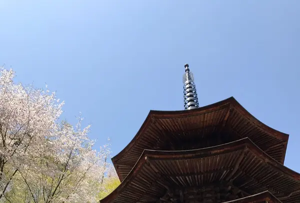 安楽寺の写真・動画_image_132001