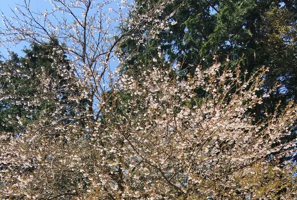 大山の写真・動画_image_132023