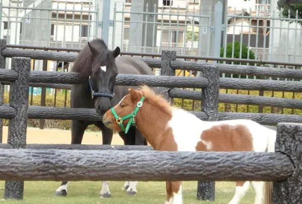 京都競馬場の写真・動画_image_132299